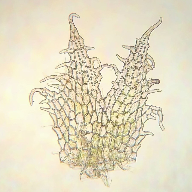 Cephaloziella elachista
